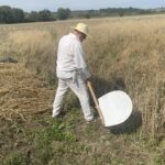 W Sandomierzu przypomniano staropolskie żniwa - Radio Kielce 27.07.2024. Nadbrzezie. Staropolskie żniwa / Fot. Grażyna Szlęzak - Radio Kielce