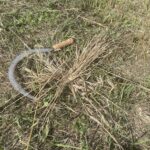 W Sandomierzu przypomniano staropolskie żniwa - Radio Kielce 27.07.2024. Nadbrzezie. Staropolskie żniwa / Fot. Grażyna Szlęzak - Radio Kielce