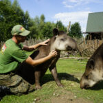 17.07.2024 Lisów. Zoo Leśne Zacisze. Karmienie tapirów / Fot. Aleksandra Kwaśniewska - Radio Kielce