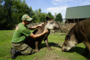 17.07.2024 Lisów. Zoo Leśne Zacisze. Karmienie tapirów / Fot. Aleksandra Kwaśniewska - Radio Kielce