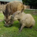 17.07.2024 Lisów. Zoo Leśne Zacisze. Karmienie tapirów / Fot. Aleksandra Kwaśniewska - Radio Kielce