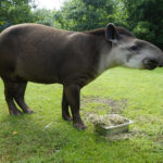 17.07.2024 Lisów. Zoo Leśne Zacisze. Karmienie tapirów / Fot. Aleksandra Kwaśniewska - Radio Kielce