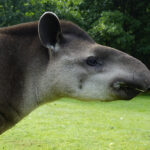 17.07.2024 Lisów. Zoo Leśne Zacisze. Karmienie tapirów / Fot. Aleksandra Kwaśniewska - Radio Kielce