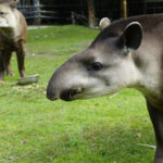17.07.2024 Lisów. Zoo Leśne Zacisze. Karmienie tapirów / Fot. Aleksandra Kwaśniewska - Radio Kielce