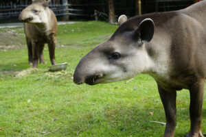 17.07.2024 Lisów. Zoo Leśne Zacisze. Karmienie tapirów / Fot. Aleksandra Kwaśniewska - Radio Kielce