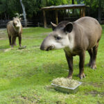 17.07.2024 Lisów. Zoo Leśne Zacisze. Karmienie tapirów / Fot. Aleksandra Kwaśniewska - Radio Kielce