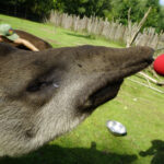 17.07.2024 Lisów. Zoo Leśne Zacisze. Karmienie tapirów / Fot. Aleksandra Kwaśniewska - Radio Kielce