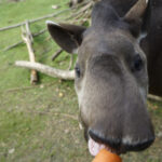 17.07.2024 Lisów. Zoo Leśne Zacisze. Karmienie tapirów / Fot. Aleksandra Kwaśniewska - Radio Kielce