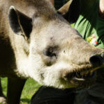 17.07.2024 Lisów. Zoo Leśne Zacisze. Karmienie tapirów / Fot. Aleksandra Kwaśniewska - Radio Kielce