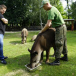 17.07.2024 Lisów. Zoo Leśne Zacisze. Karmienie tapirów / Fot. Aleksandra Kwaśniewska - Radio Kielce