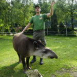 17.07.2024 Lisów. Zoo Leśne Zacisze. Karmienie tapirów / Fot. Aleksandra Kwaśniewska - Radio Kielce