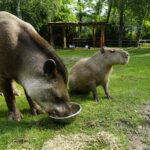 17.07.2024 Lisów. Zoo Leśne Zacisze. Karmienie tapirów / Fot. Aleksandra Kwaśniewska - Radio Kielce