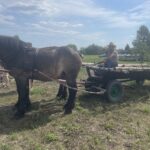 W Sandomierzu przypomniano staropolskie żniwa - Radio Kielce 27.07.2024. Nadbrzezie. Staropolskie żniwa / Fot. Grażyna Szlęzak - Radio Kielce