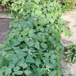 Fasola szparagaowa / Fot. Edward Galus