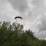 Fot. Koło Łowieckie Hubertus Kielce