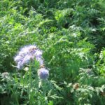 Fot. Świętokrzyski Ośrodek Doradztwa Rolniczego