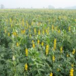 Fot. Świętokrzyski Ośrodek Doradztwa Rolniczego