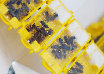 Nowe trendy w pszczelarstwie. Jak zmienia się hodowla?