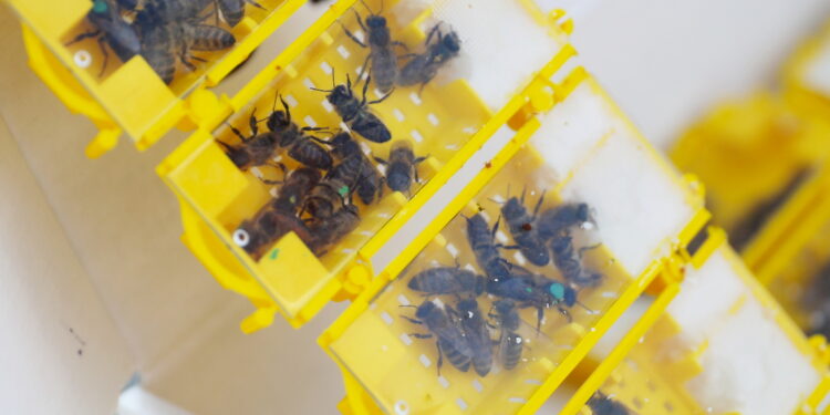 Nowe trendy w pszczelarstwie. Jak zmienia się hodowla?