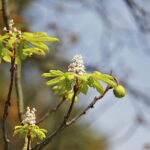 Na koniec lata zakwitły kasztanowce