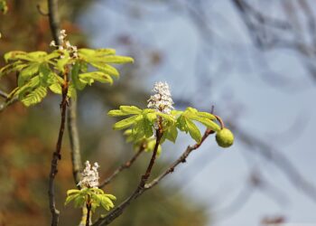 Na koniec lata zakwitły kasztanowce