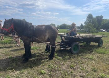 Ostatni sandomierski rolnik z tradycyjną furmanką i końmi