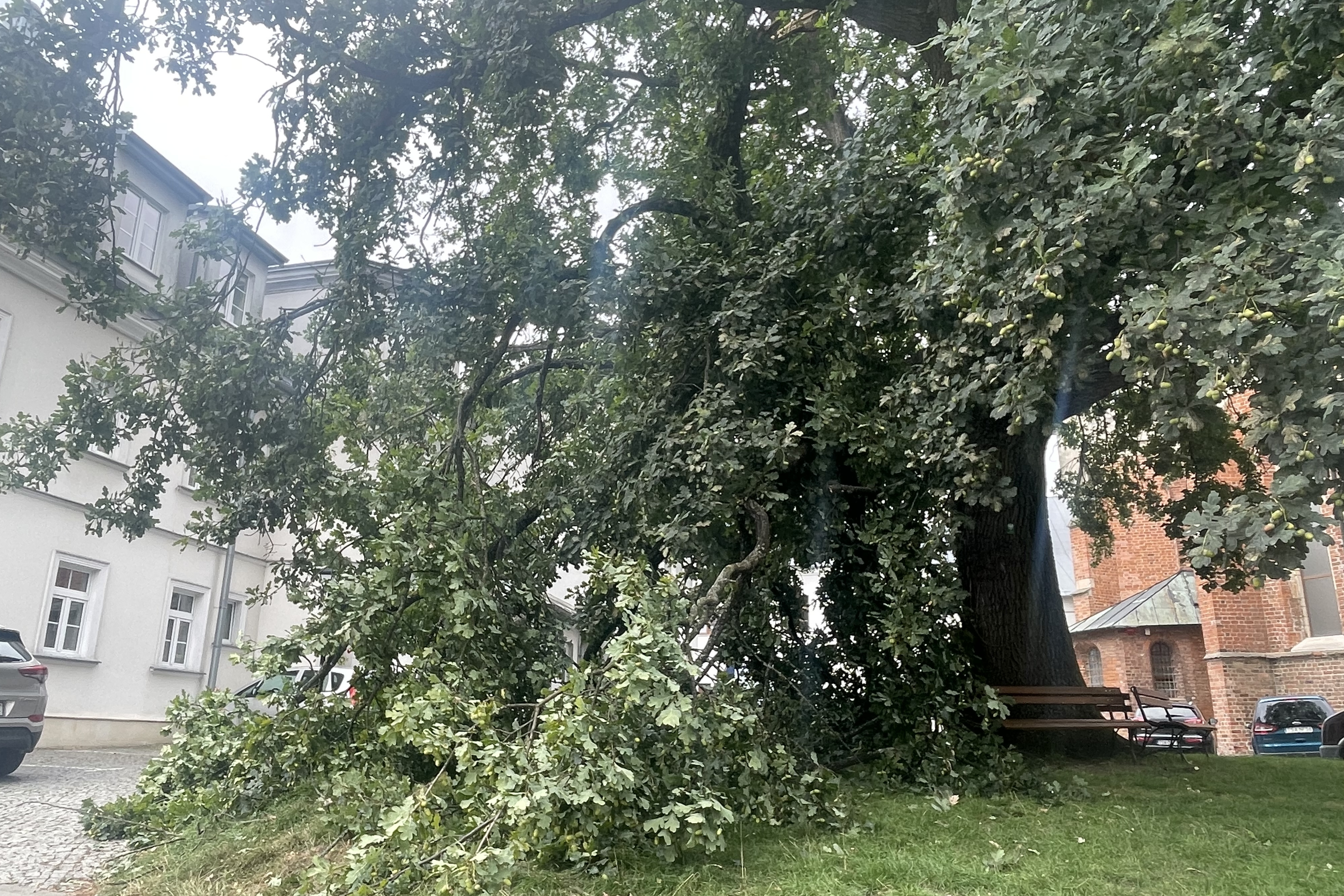 Wiekowy dąb został uszkodzony