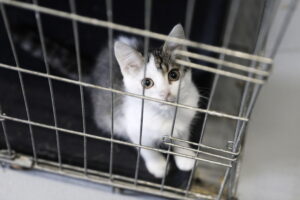Schronisko dla bezdomnych zwierząt w Kielcach apeluje o adopcję czworonogów