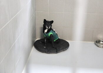 Co dzieje się ze zmarłym zwierzęciem? - Radio Kielce Co dzieje się ze zmarłym zwierzęciem?