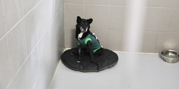 Co dzieje się ze zmarłym zwierzęciem?