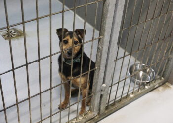 Gmina zapłaci za sterylizację zwierząt - Radio Kielce Gmina zapłaci za sterylizację zwierząt