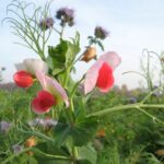 Fot. Świętokrzyski Ośrodek Doradztwa Rolniczego