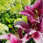 Nagrodzone okazy lilii wyhodowane przez działkowców w Rodzinnych Ogrodach Działkowych w województwie świętokrzyskim. / Fot. PZD Okręg Świętokrzyski