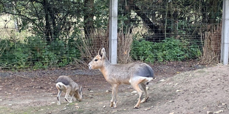 10.08.2024. Lisów. Zoo Leśne Zacisze. Mara patagońska / Fot. Aleksandra Kwaśniewska - Radio Kielce