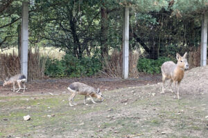 10.08.2024. Lisów. Zoo Leśne Zacisze. Mara patagońska / Fot. Aleksandra Kwaśniewska - Radio Kielce