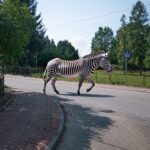 Fot. Radosław Kowalik