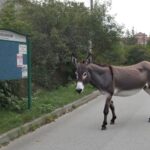 Fot. Radosław Kowalik