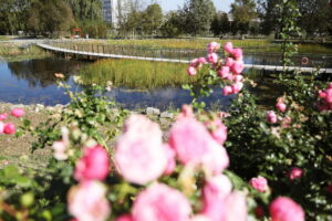 Ogród botaniczny jesienią