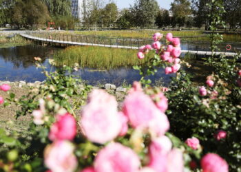 Ogród botaniczny jesienią