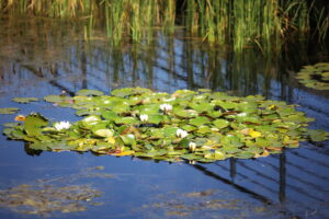 19.09.2024. Kielce. Jesień w Ogrodzie Botanicznym / Fot. Wiktor Taszłow – Radio Kielce