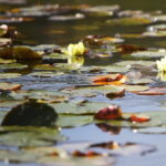 19.09.2024. Kielce. Jesień w Ogrodzie Botanicznym / Fot. Wiktor Taszłow – Radio Kielce
