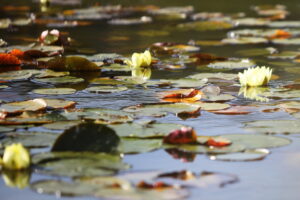 19.09.2024. Kielce. Jesień w Ogrodzie Botanicznym / Fot. Wiktor Taszłow – Radio Kielce