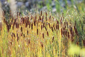 19.09.2024. Kielce. Jesień w Ogrodzie Botanicznym / Fot. Wiktor Taszłow – Radio Kielce