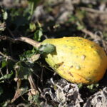 19.09.2024. Kielce. Jesień w Ogrodzie Botanicznym / Fot. Wiktor Taszłow – Radio Kielce