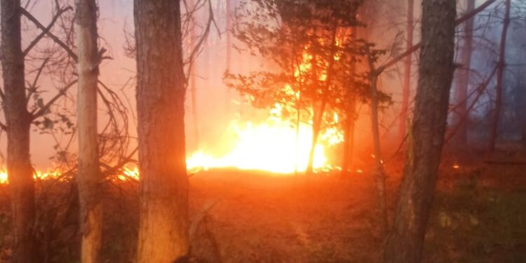 Biebrza znów zagrożona pożarami. „Ryzyko jest wysokie”