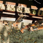 21.09.2024 Kielce. Piknik historyczny w parku / Fot. Jarosław Kubalski - Radio Kielce