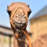 Wielbłąd spaceruje po ulicach Konieczna - Radio Kielce 26.09.2024. Konieczno. Wielbłąd Kamel / Fot. Magdalena Galas-Klusek - Radio Kielce