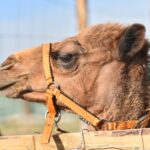 Wielbłąd spaceruje po ulicach Konieczna - Radio Kielce 26.09.2024. Konieczno. Wielbłąd Kamel / Fot. Magdalena Galas-Klusek - Radio Kielce