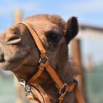 Wielbłąd spaceruje po ulicach Konieczna - Radio Kielce 26.09.2024. Konieczno. Wielbłąd Kamel / Fot. Magdalena Galas-Klusek - Radio Kielce