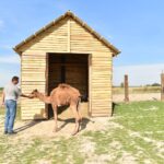 Wielbłąd spaceruje po ulicach Konieczna - Radio Kielce 26.09.2024. Konieczno. Wielbłąd Kamel / Fot. Magdalena Galas-Klusek - Radio Kielce